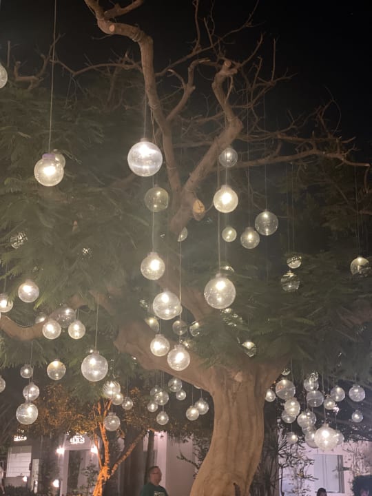 Sonstiges Desert Rose