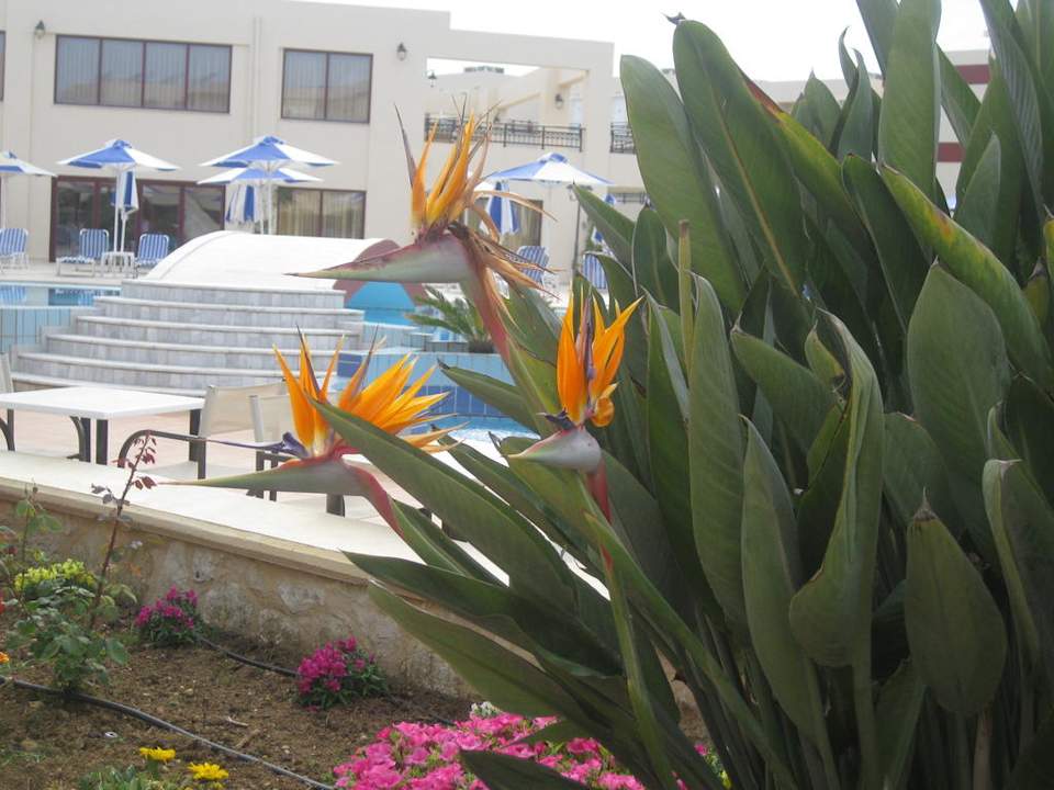 Blumenbeet Vantaris Palace