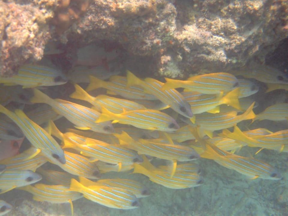 Blaustreifen-Schnapper Summer Island Maldives