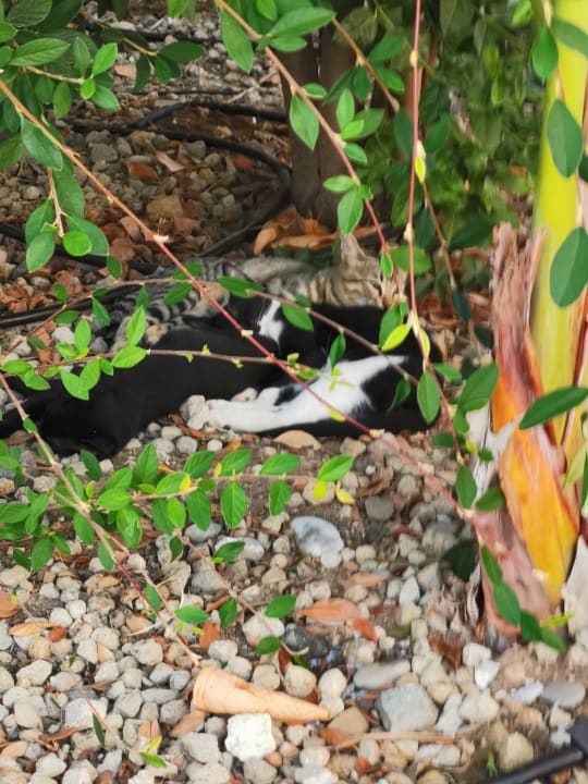 Sonstiges Dobedan Exclusive Hotel And Spa