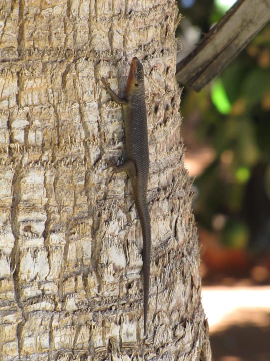 Skink Kalahari Anib Lodge