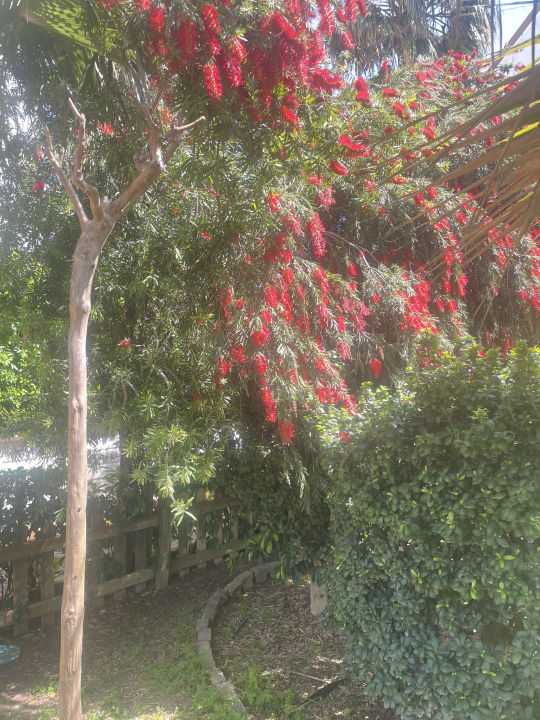 Gartenanlage Hane Family Resort