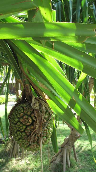 Phantastische Pflanzenwelt Hotel Aureum Palace Resort