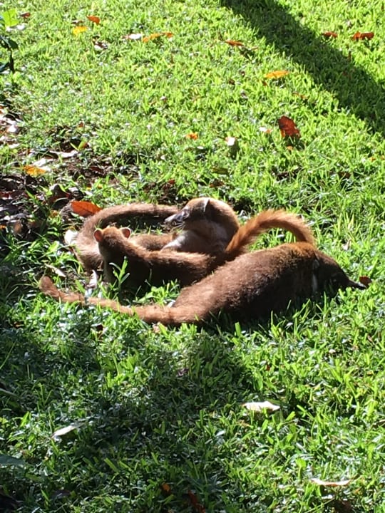 Sonstiges Catalonia Playa Maroma