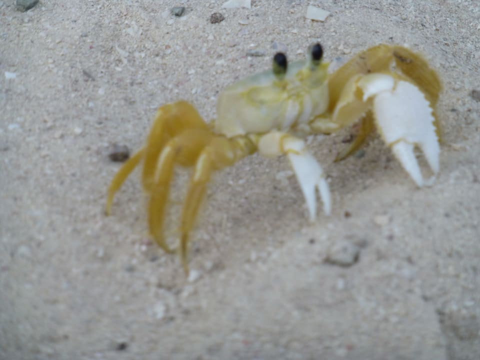 Strandbewohner Hotel Playa Pesquero