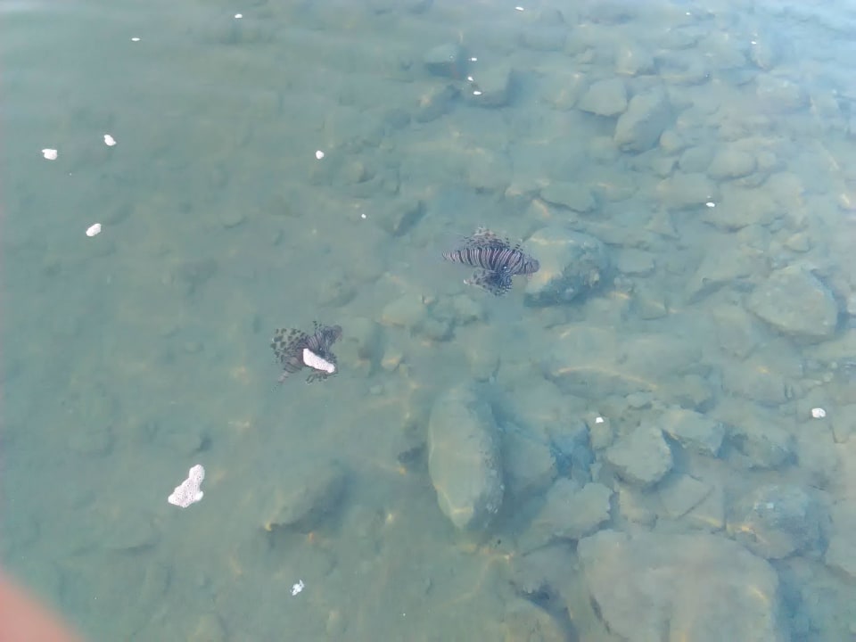 Fisch SUNRISE Crystal Bay Resort