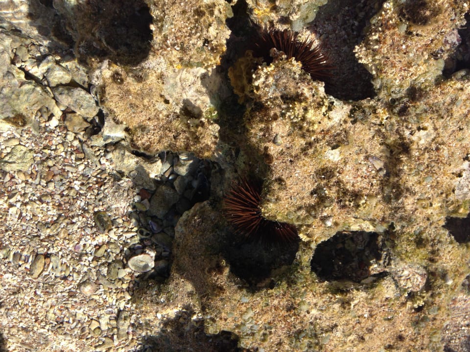 Ёжики Stella Garden Resort & Spa, Makadi Bay