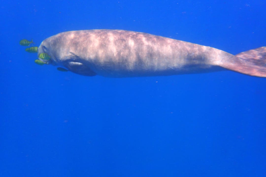 Strand Malikia Resort Abu Dabbab