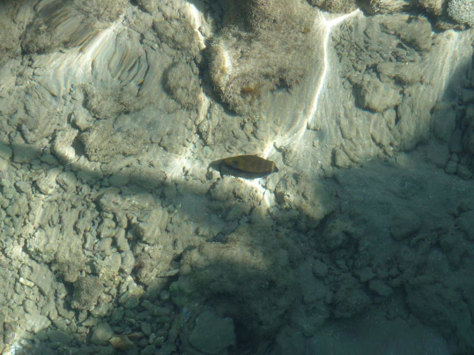 Blick direkt vom Steg am Strand Jaz Makadi Saraya Resort