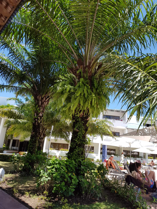 Gartenanlage Sunscape Puerto Plata