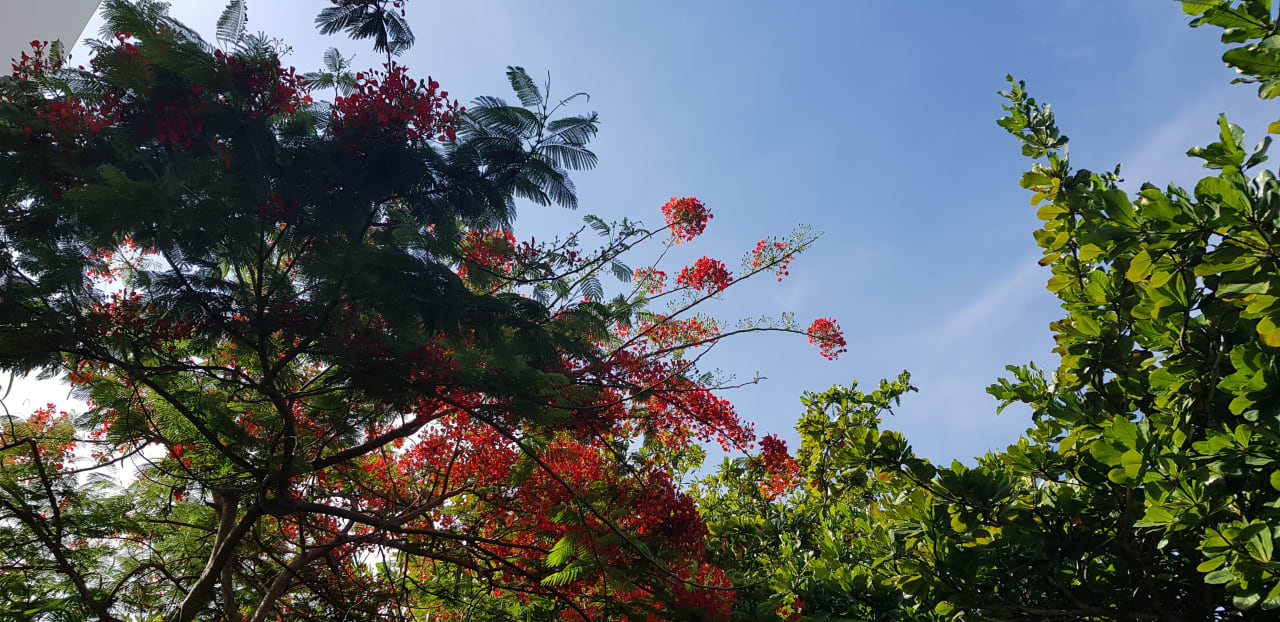 Gartenanlage Akumal Bay Beach & Wellness Resort