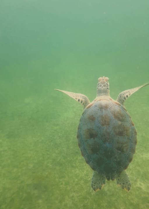 Strand Akumal Bay Beach & Wellness Resort