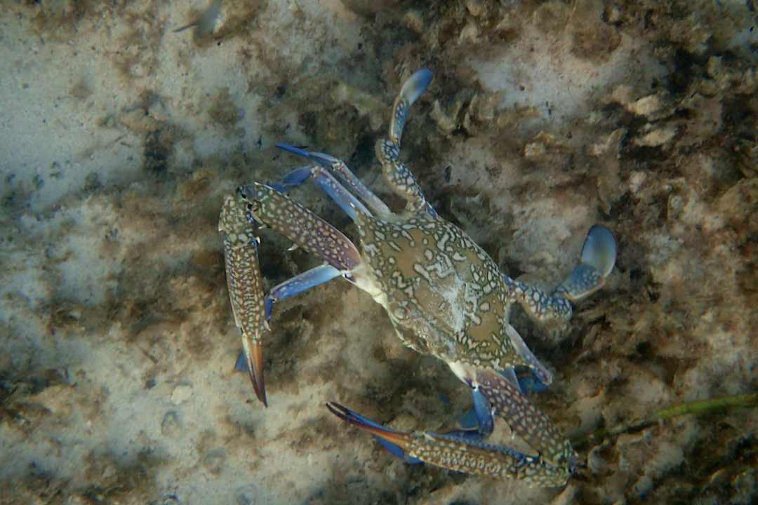 Strand Welcome Meridiana Djerba Hotel