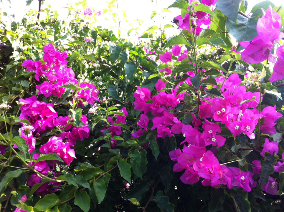 Blumen aus der Gartenanlage Aydinbey Gold Dreams