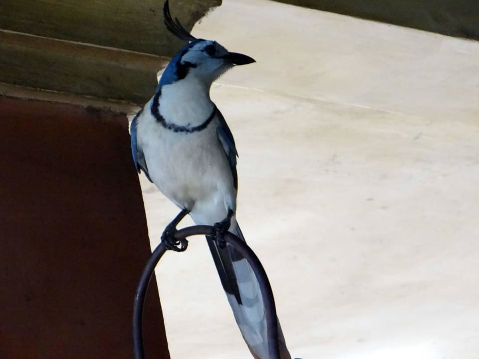 Ständige Besucher beim Frühstück  Capitán Suizo Beachfront Boutique Hotel