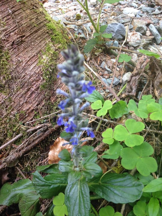 Natur pur Hotel Neubergerhof