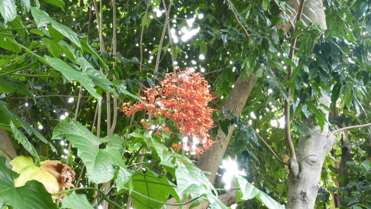 Blumen The Fair House Beach Resort