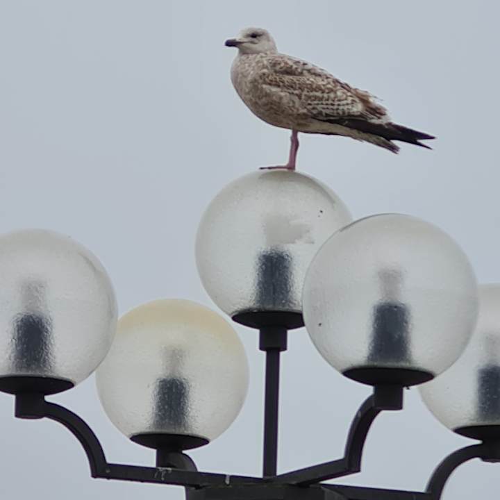 Ausblick Morada Resort Kühlungsborn