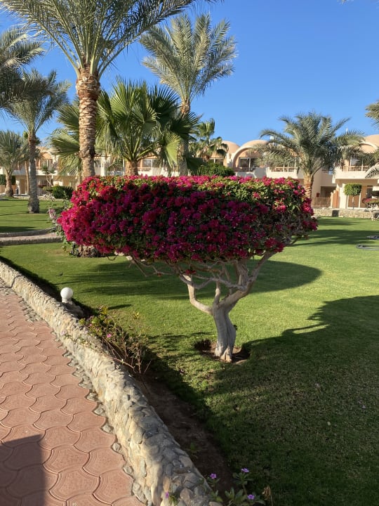 Gartenanlage Three Corners Sea Beach Resort