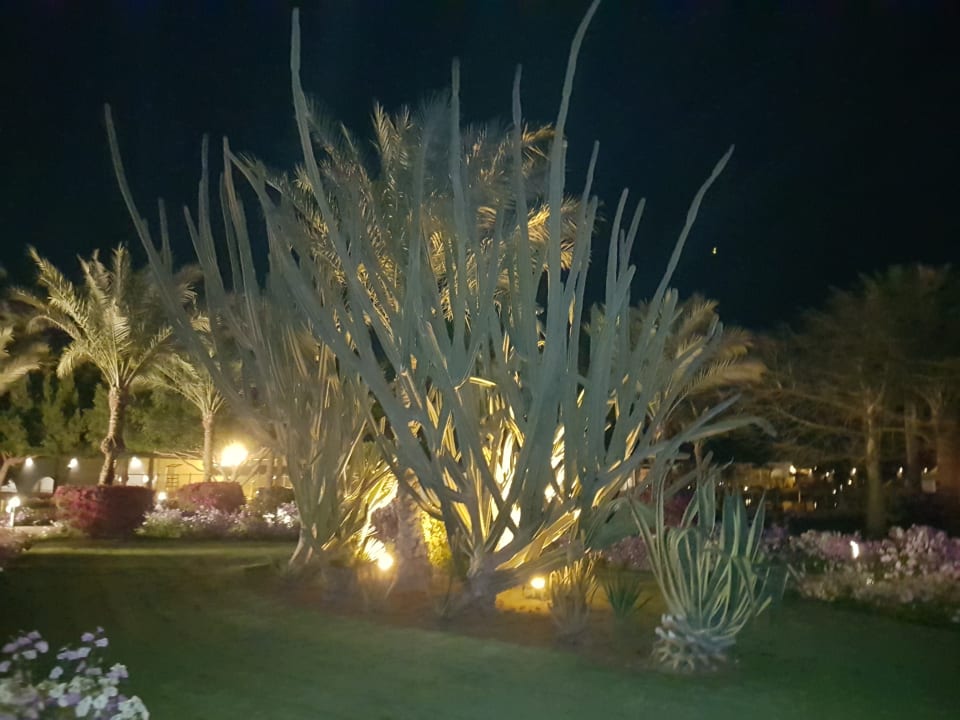 Gartenanlage Desert Rose