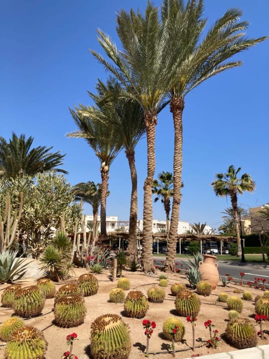 Gartenanlage Steigenberger Coraya Beach - Adults only