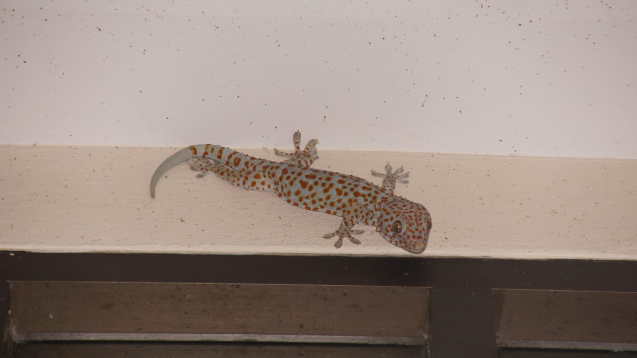 Er ist immer da, an der Rezeption Samui Natien Resort