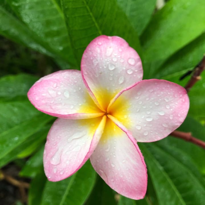 Gartenanlage Summer Island Maldives