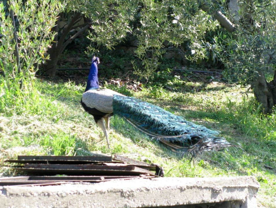 Pfau Hotel Geranion Village