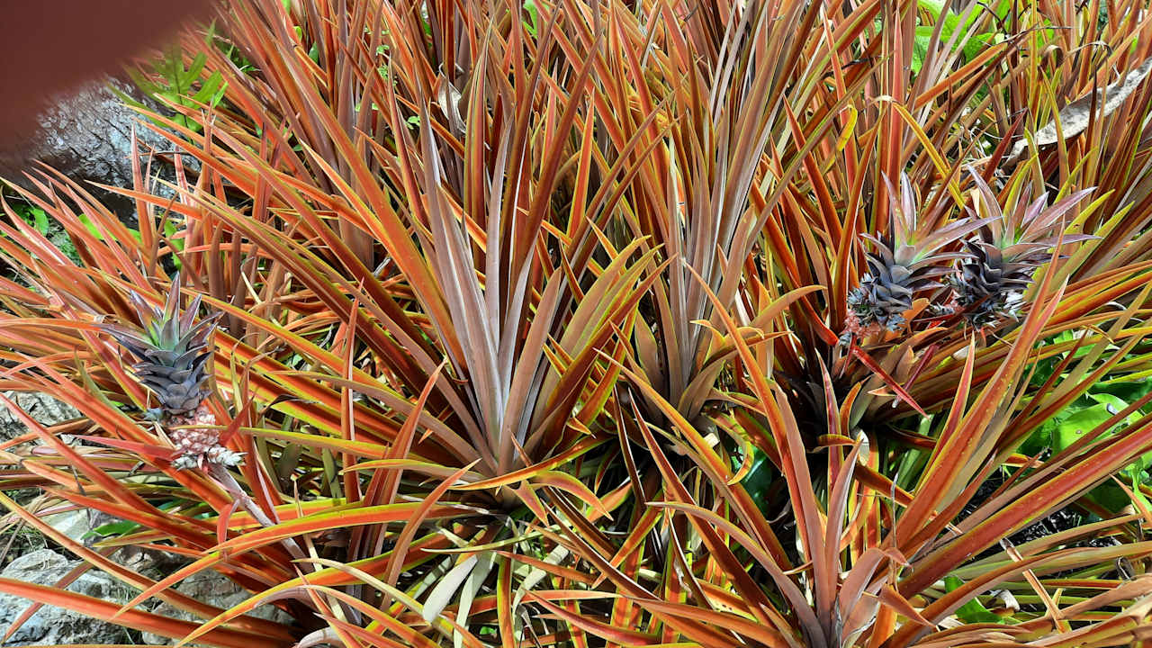 Gartenanlage Santiburi Koh Samui
