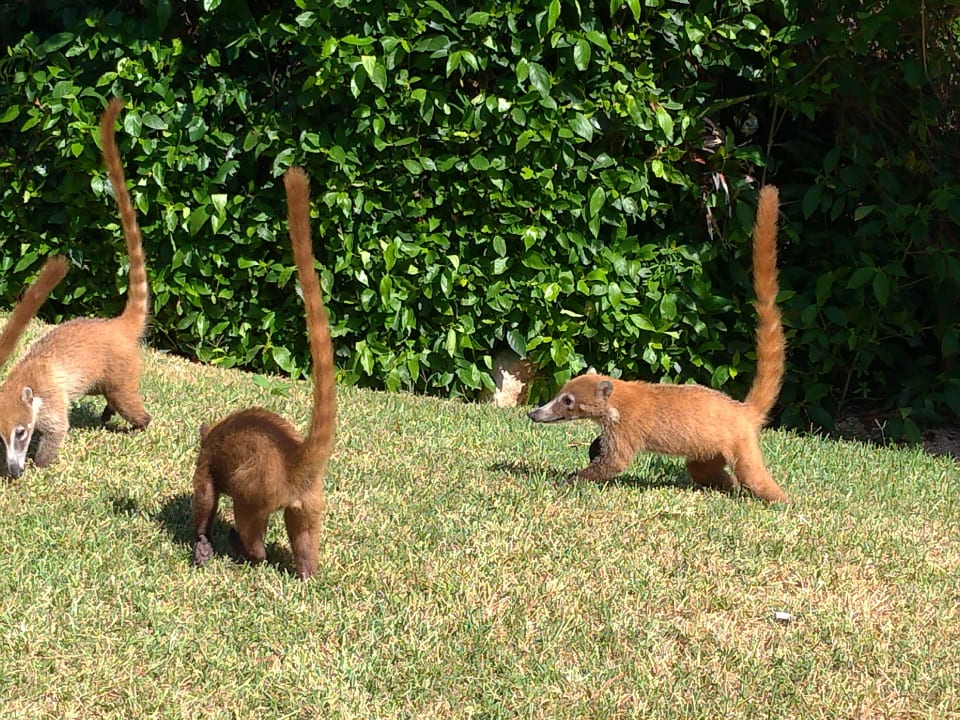 Gartenanlage Grand Palladium Kantenah Resort & Spa