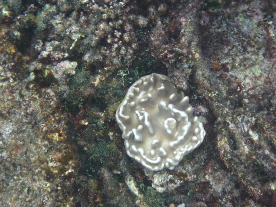 Schnorcheln am Hausriff Hotel Matamanoa Island Resort