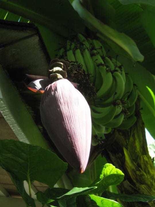 Bananenbaum im Garten Grand Muthu Club Caribbean Runaway Bay