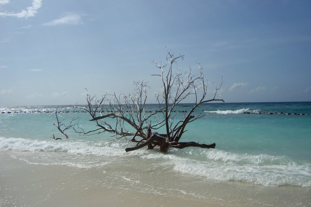 Für mich das Wahrzeichen von Kuredu Kuredu Island Resort & Spa