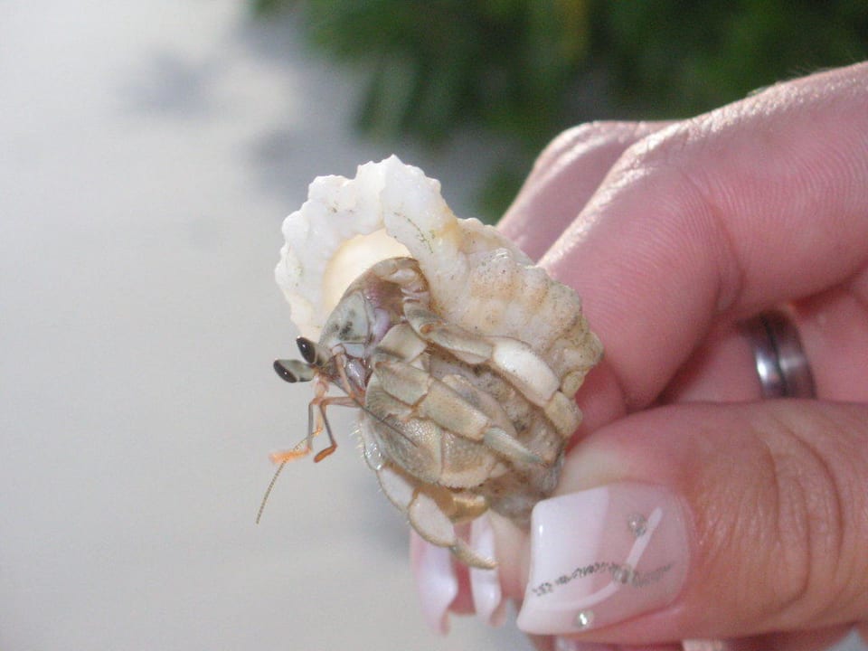 Tiere zu finden Kuramathi Maldives