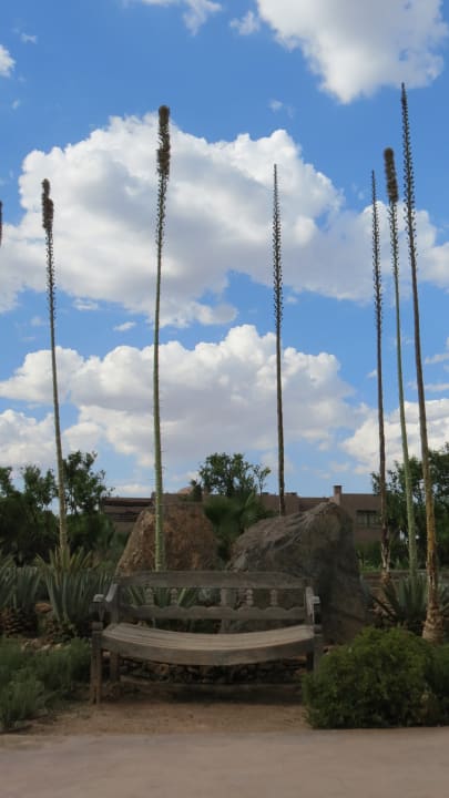 Gartenanlage Fellah Hotel