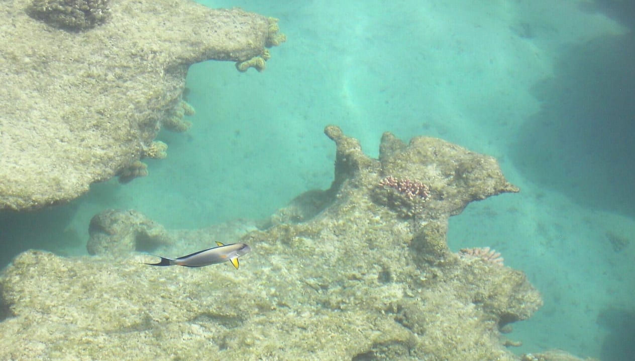 Fisch Fantazia Resort Marsa Alam