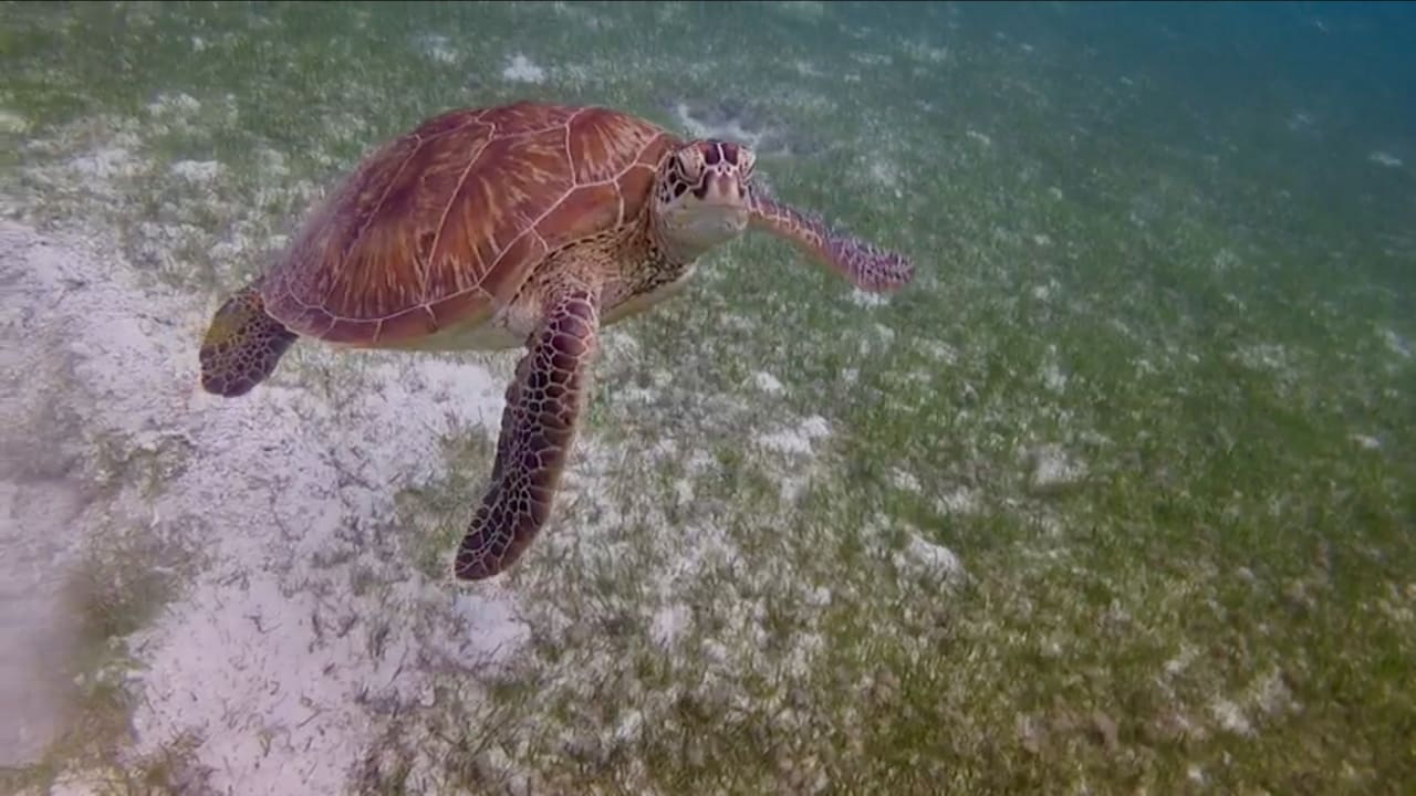 Vor dem Hausriff  Kuredu Island Resort & Spa