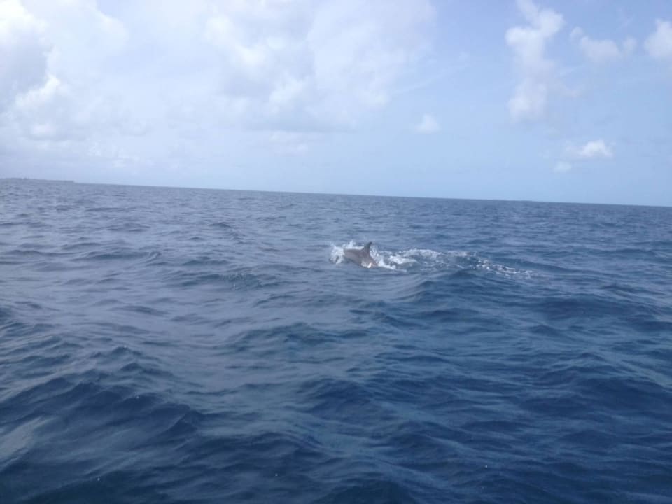 Delphin Safari  Kuredu Island Resort & Spa