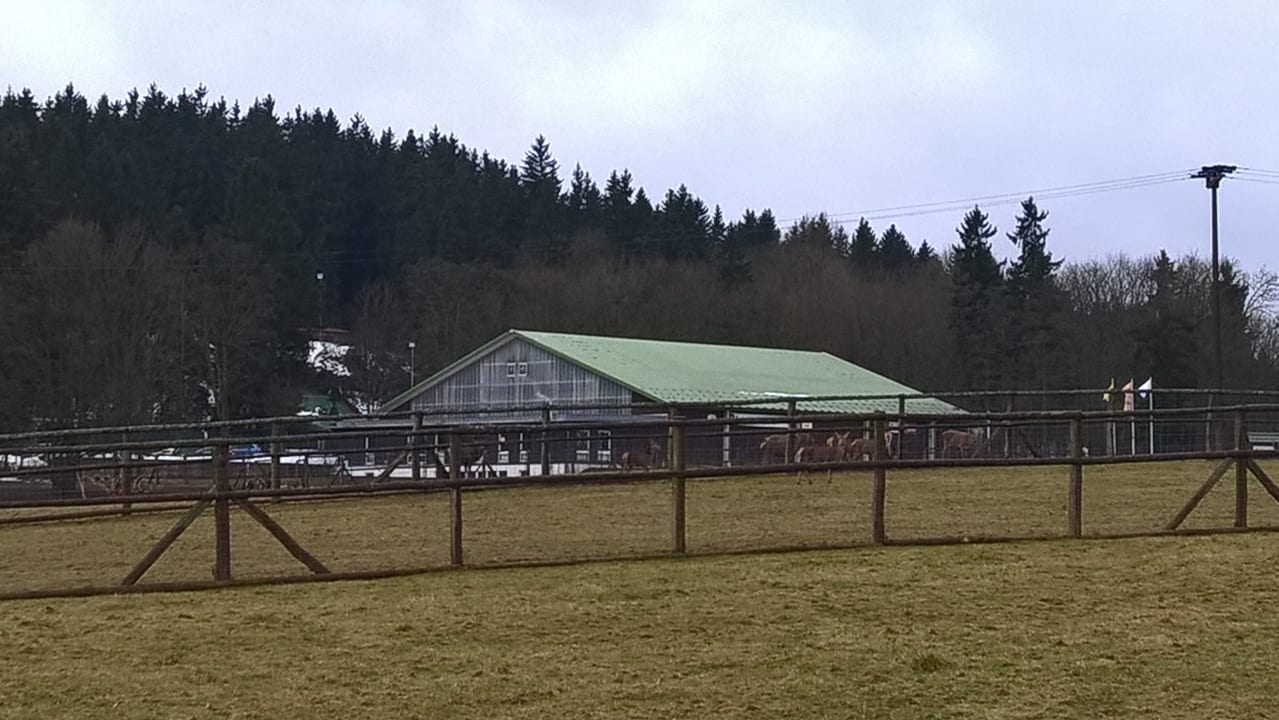 Wildgehege und Tennishalle Hotel Harzhaus