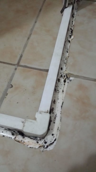 Edelschimmel 1 Hotel Kleopatra Alis