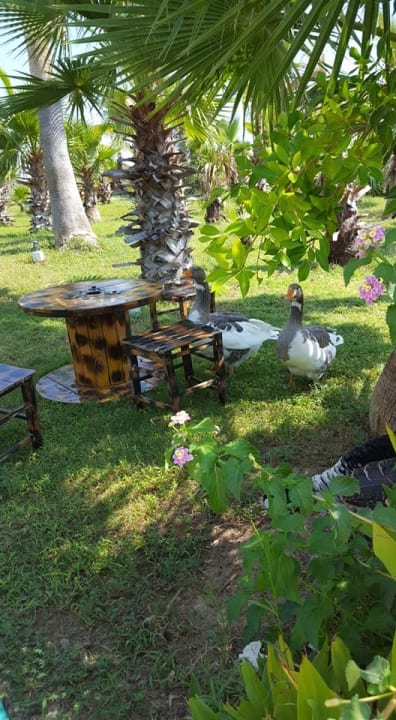 Gartenanlage Roma Beach Resort & Spa 16+ Adult Only