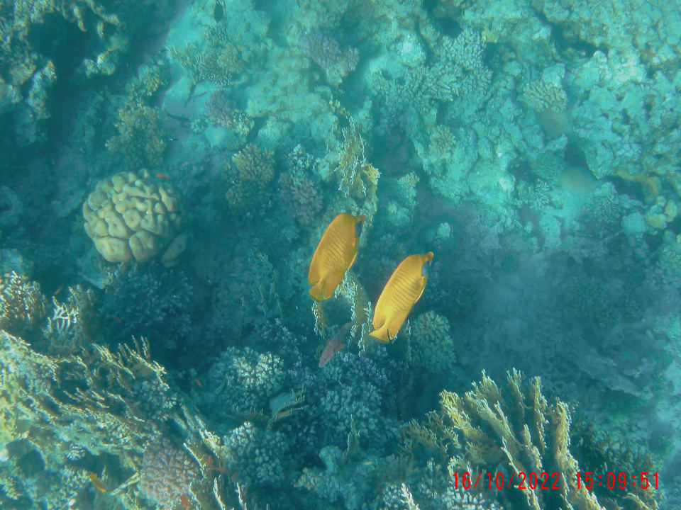 Sport & Freizeit Pickalbatros Palace Hotel-Port Ghalib