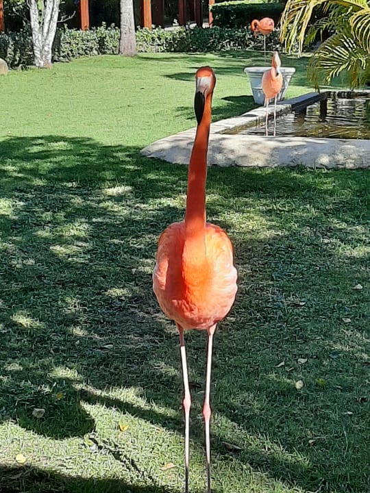 Gartenanlage Dreams La Romana Resort & Spa