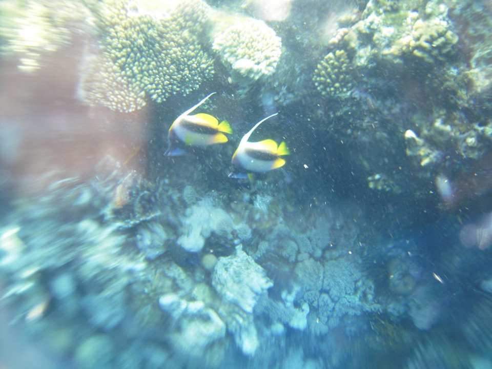 Hausriff The Grand Hotel Sharm El Sheikh