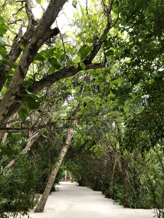 Gartenanlage Summer Island Maldives