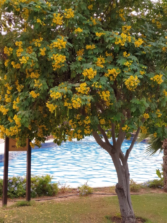 Gartenanlage Steigenberger ALDAU Beach Hotel