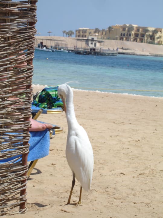 Frecher Besucher Steigenberger Coraya Beach - Adults only