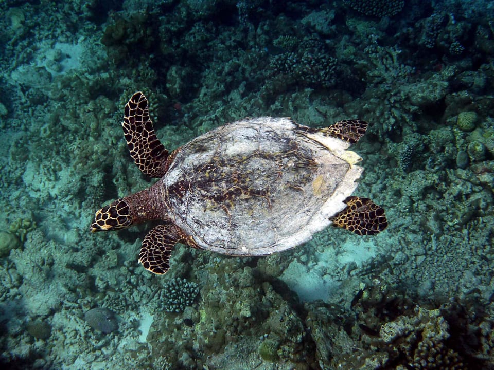 Beim Schnorcheln NH Collection Maldives Reethi Resort