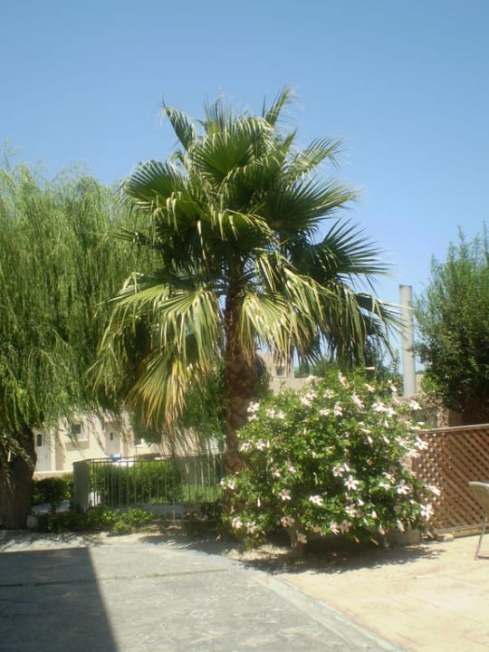 Ein Teil vom Garten  Ilios K Village Resort