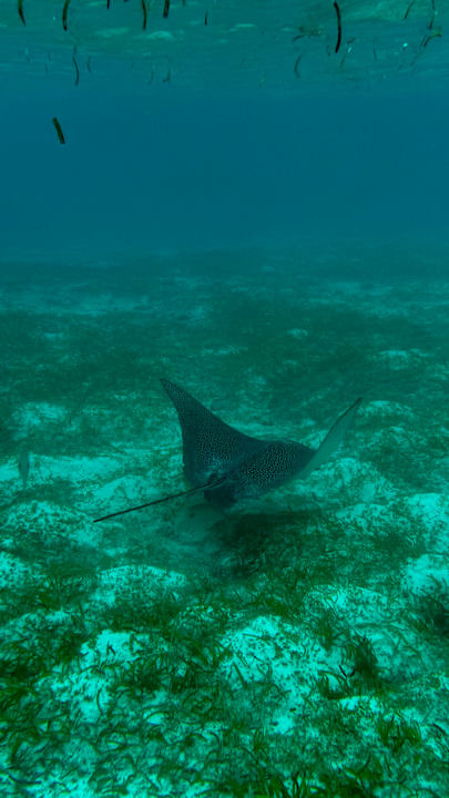 Strand Jawakara Islands Maldives